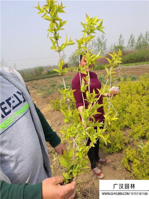 金葉錦帶 金葉錦帶
