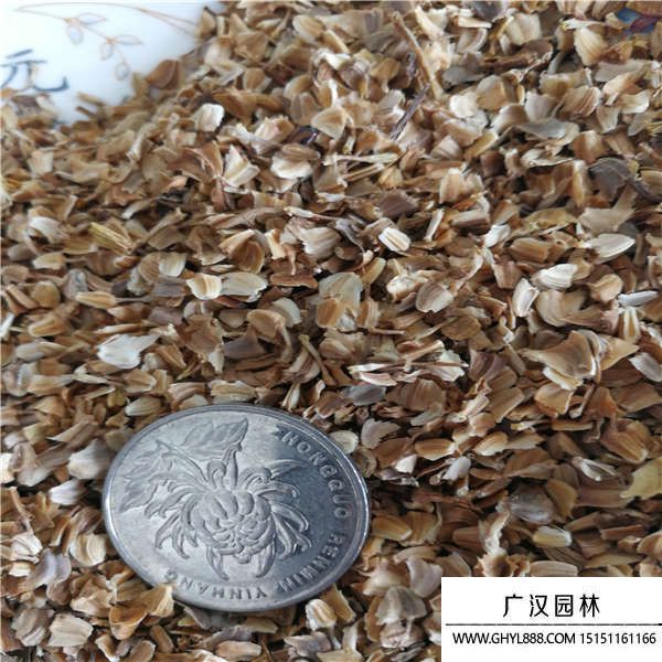 花環(huán)菊種子 花環(huán)菊種子