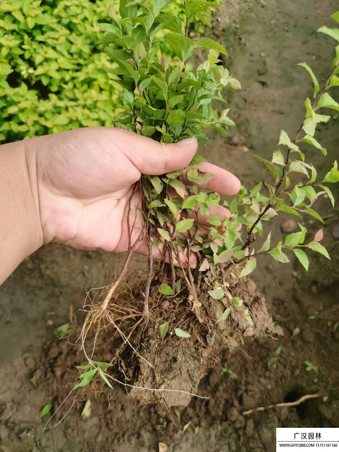 金焰繡線菊 金焰繡線菊