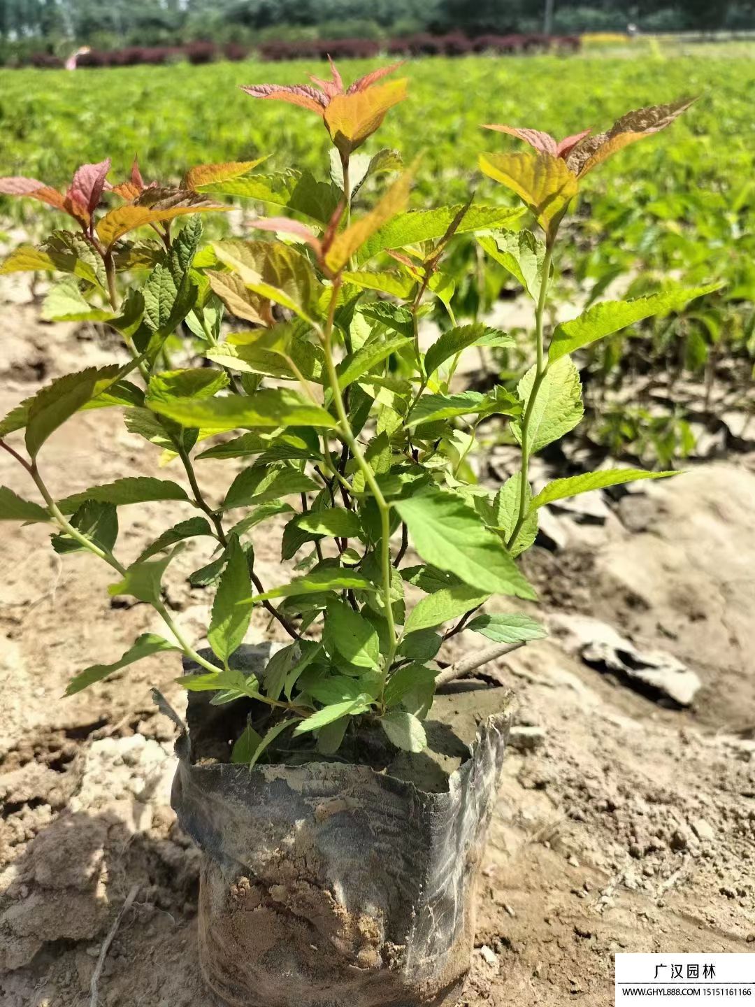 金焰繡線菊 金焰繡線菊