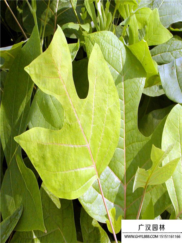 雜交馬褂木 雜交馬褂木