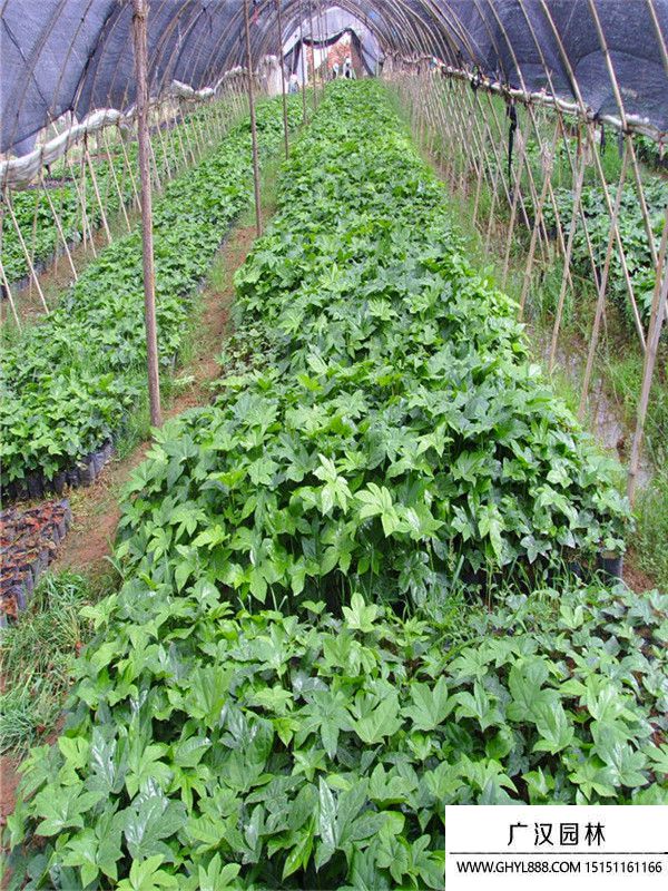 八角金盤 八角金盤