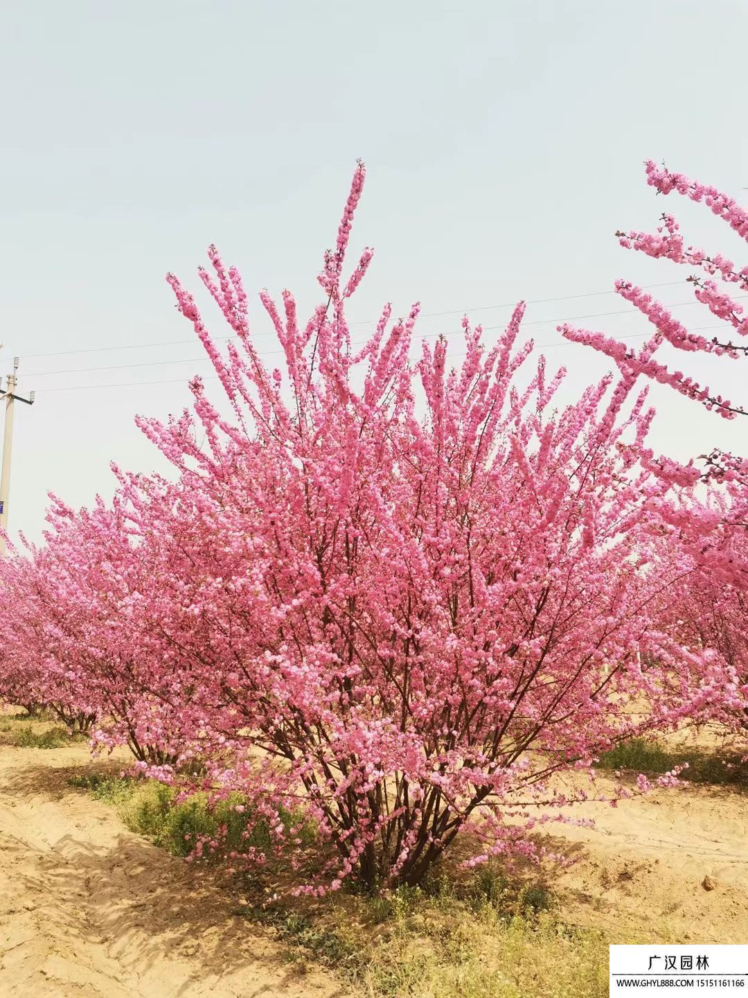 叢生榆葉梅 叢生榆葉梅