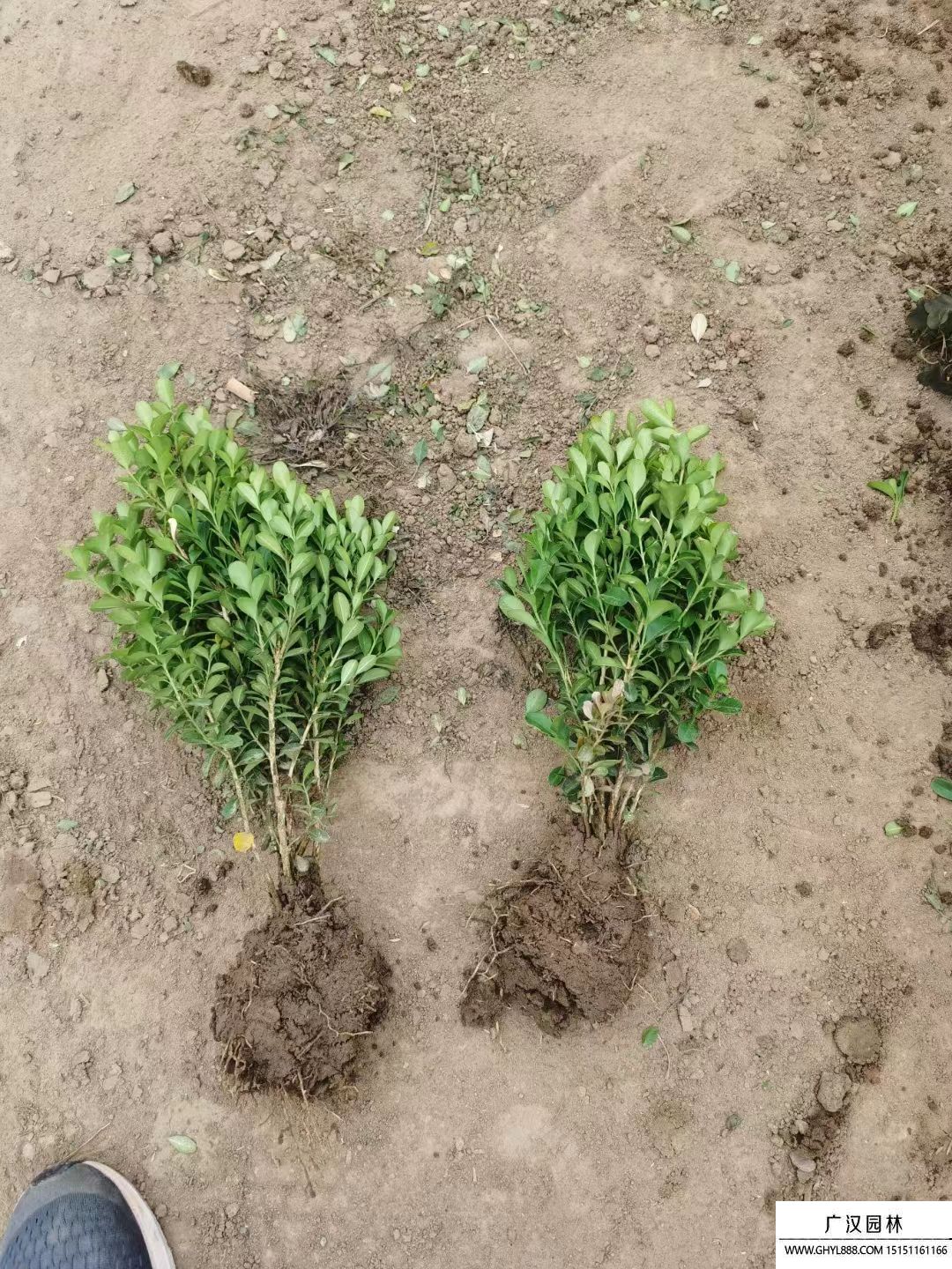 小葉黃楊 小葉黃楊