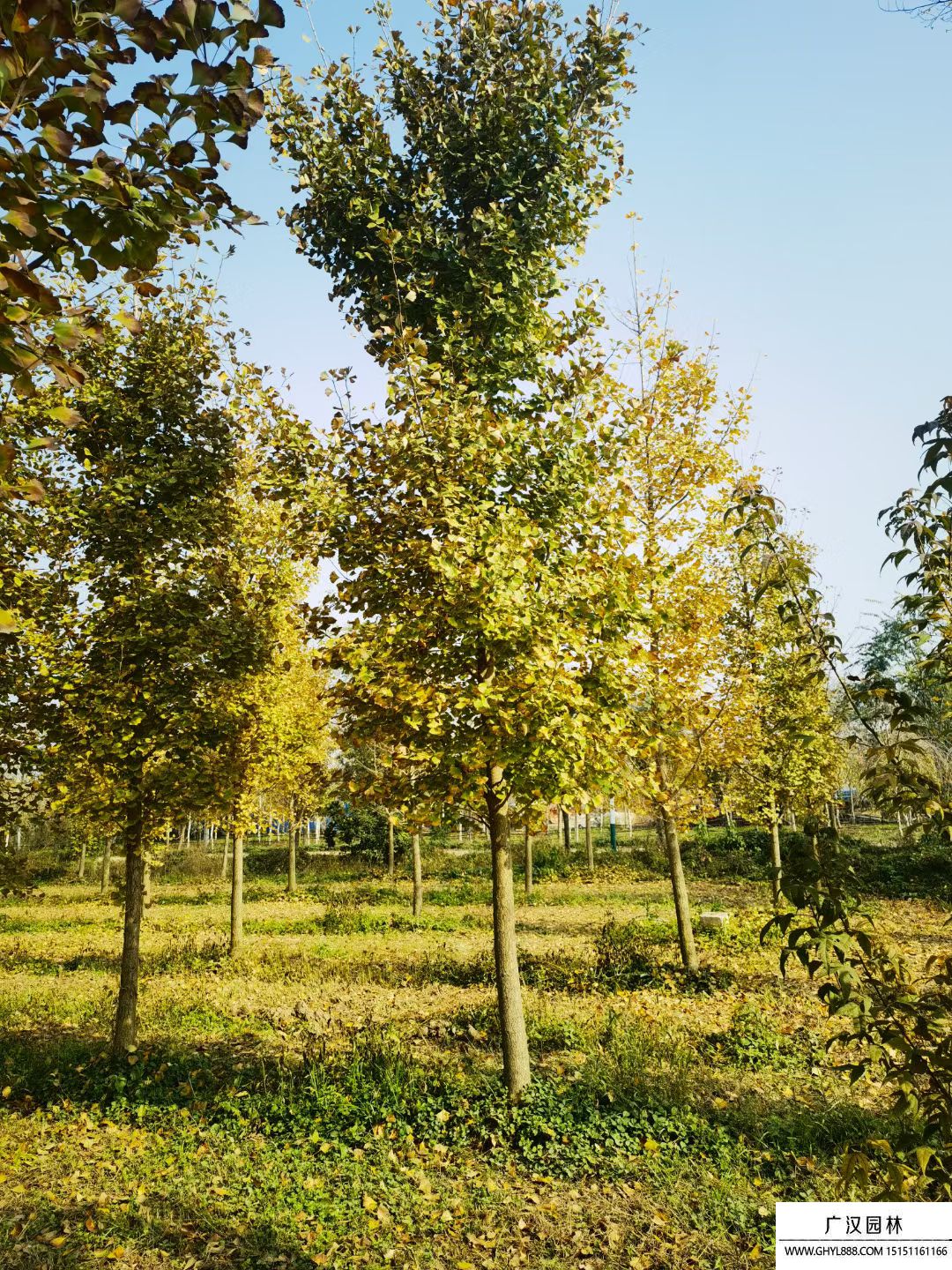 銀杏樹 銀杏樹