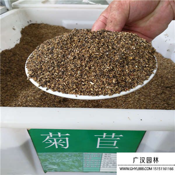 菊苣種子 菊苣種子