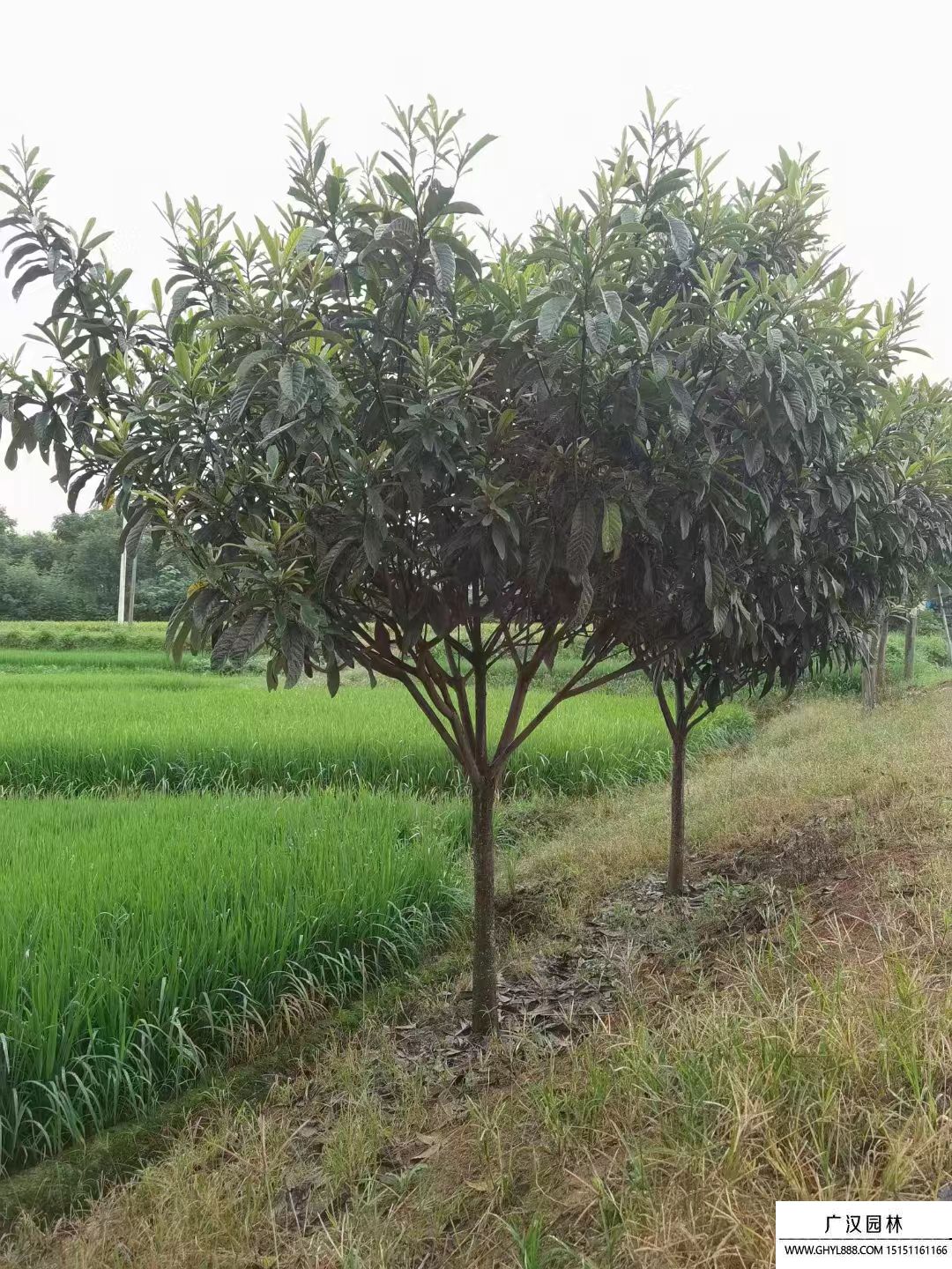 枇杷樹(shù) 枇杷樹(shù)