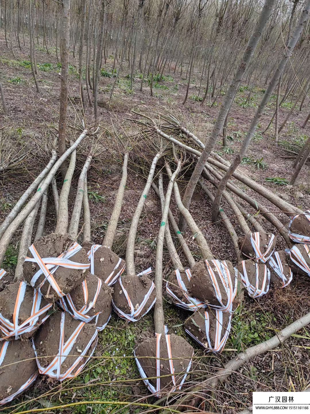 青皮垂柳 青皮垂柳