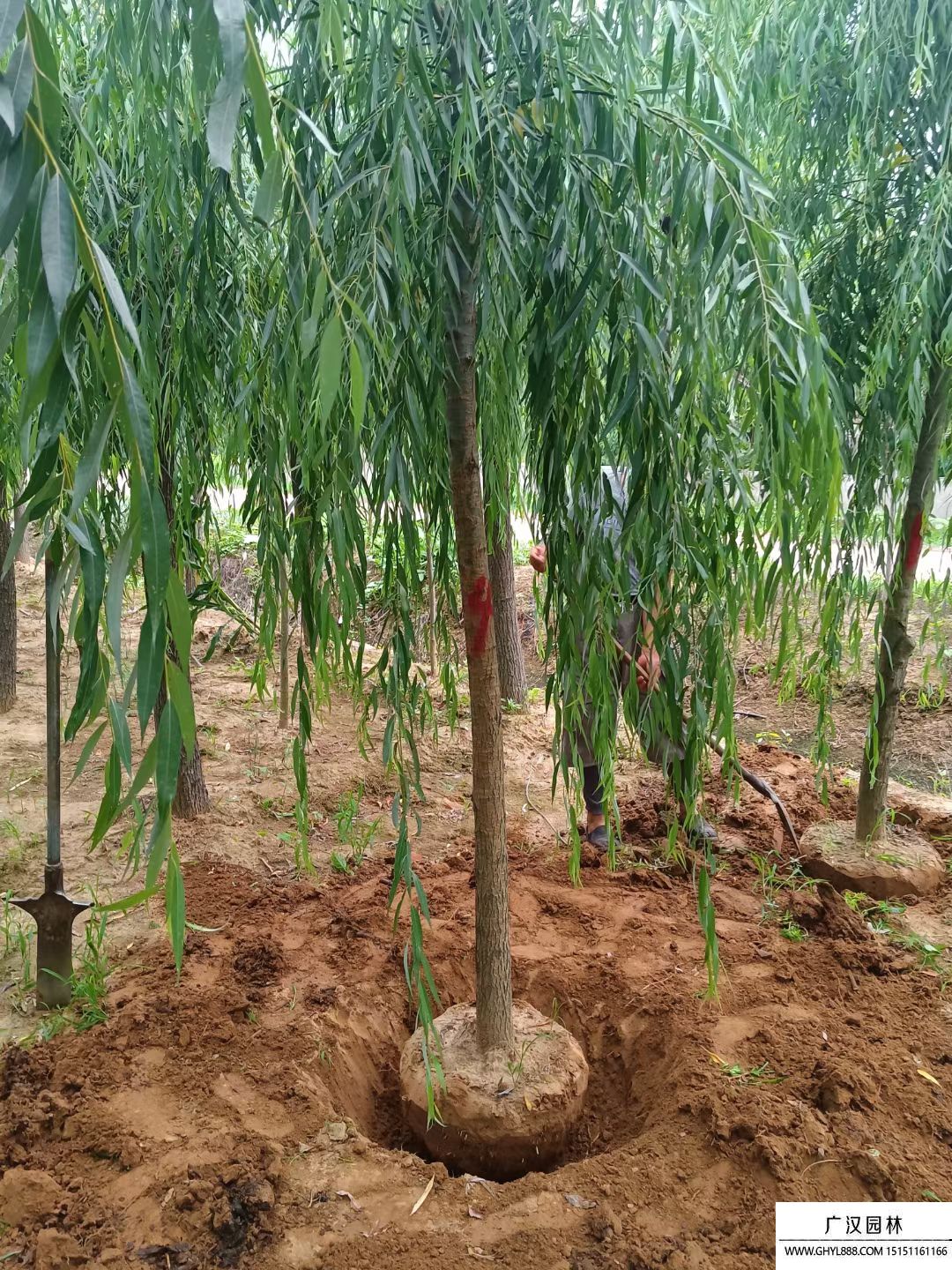 青皮垂柳 青皮垂柳