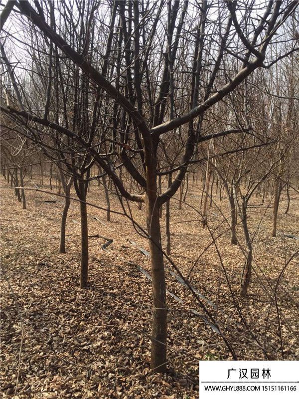垂絲海棠 垂絲海棠