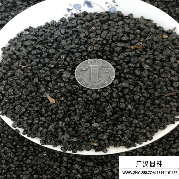 大花萱草種子 大花萱草種子