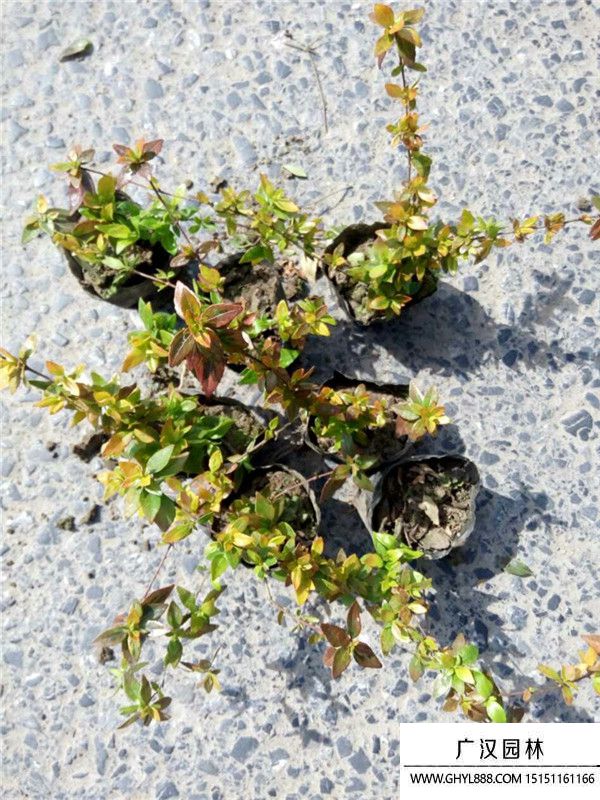 大花六道木 大花六道木