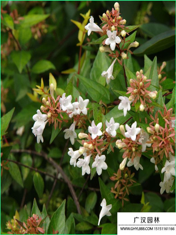 大花六道木 大花六道木