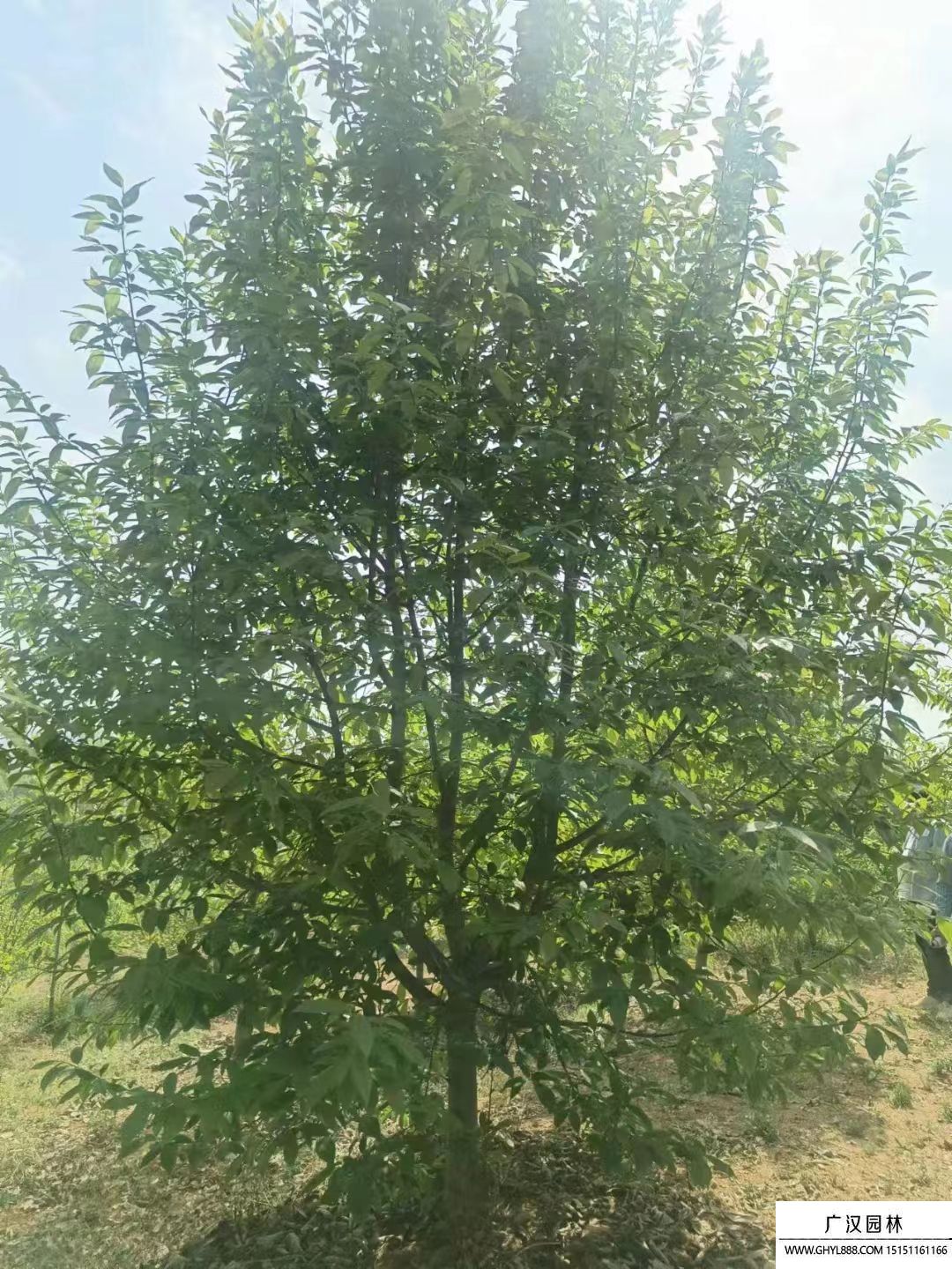 二喬玉蘭 二喬玉蘭