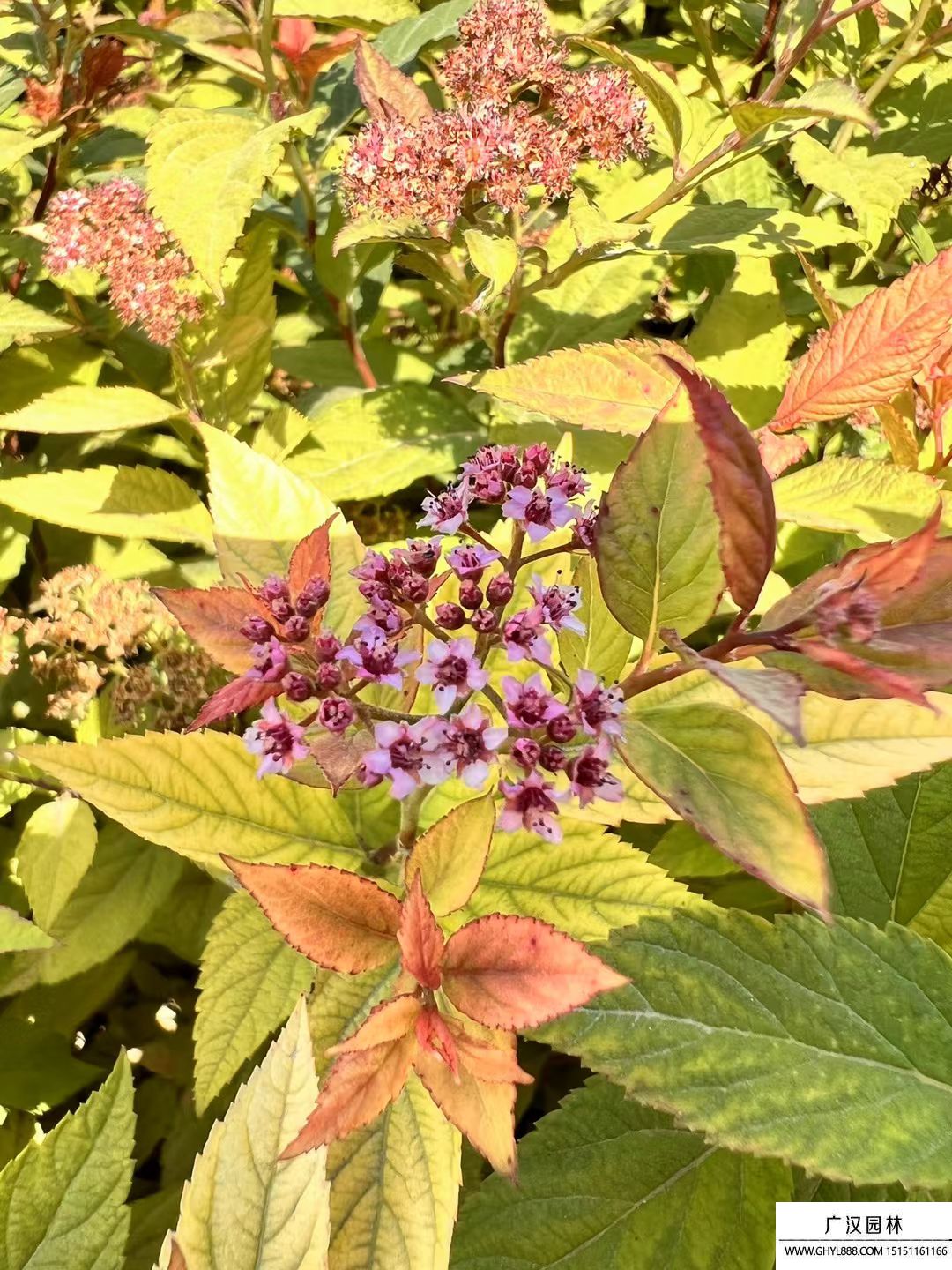 金焰繡線菊 金焰繡線菊