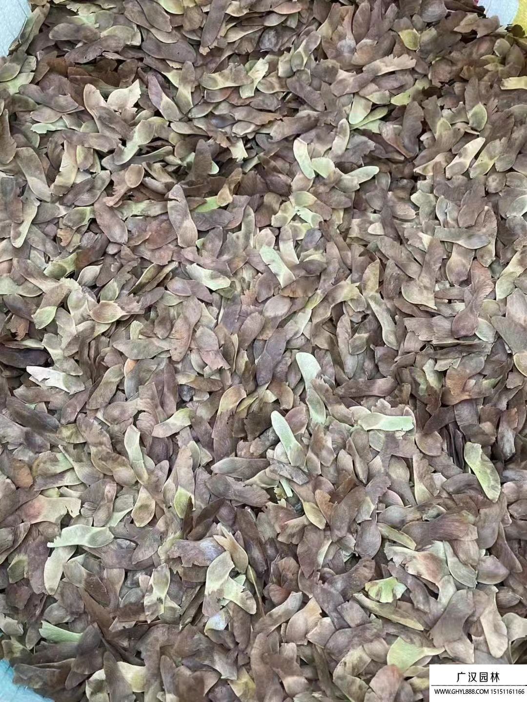 五角楓種子 五角楓種子