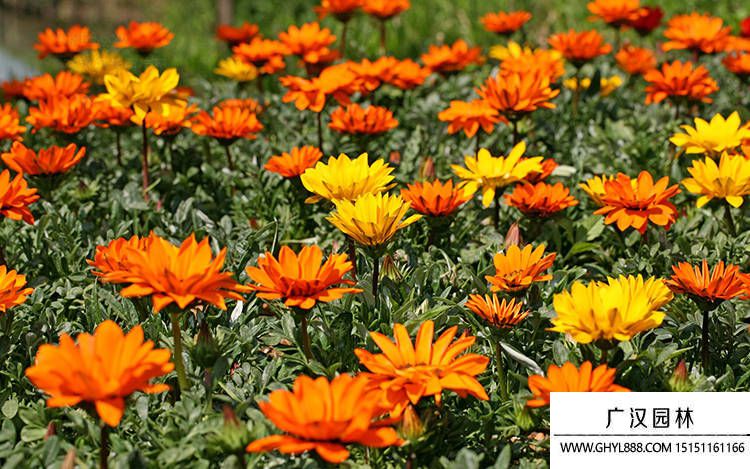 勛章菊圖片 勛章菊圖片