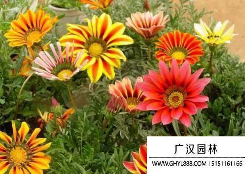 勛章菊圖片 勛章菊圖片