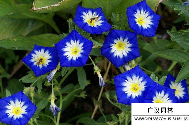 三色旋花種植方法 三色旋花種植方法