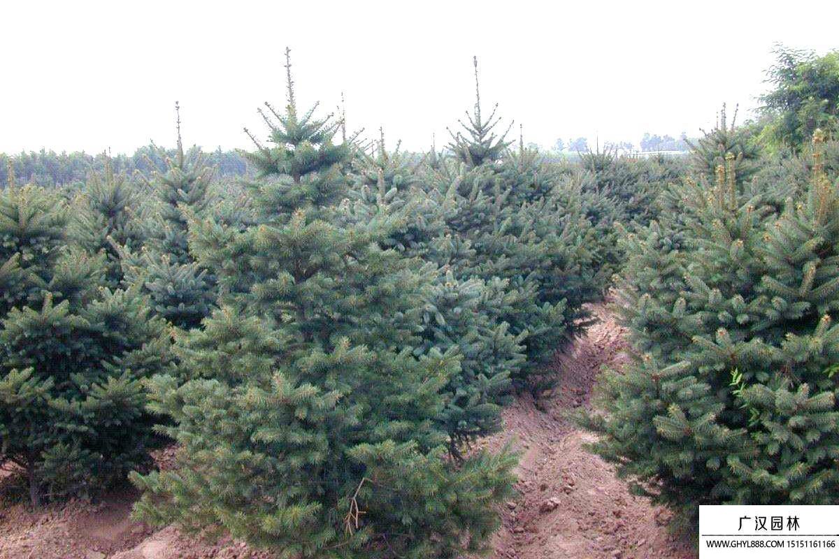 云杉 云杉