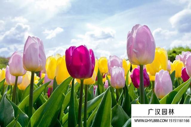 郁金香圖片 郁金香圖片