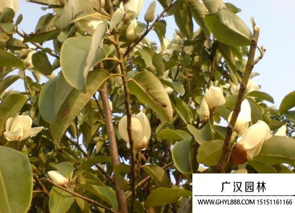 含笑圖片 含笑圖片