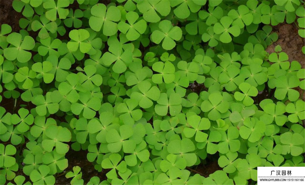 四葉草的傳說 四葉草的傳說