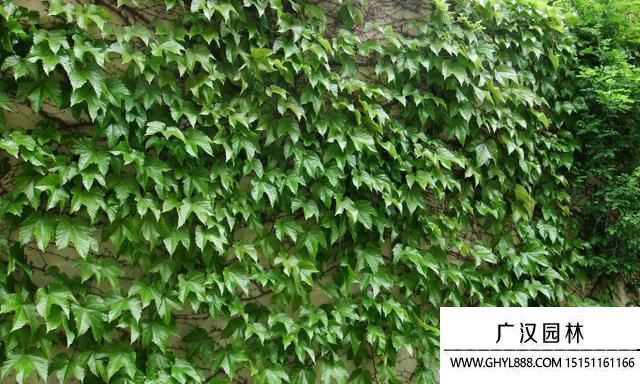 爬山虎圖片