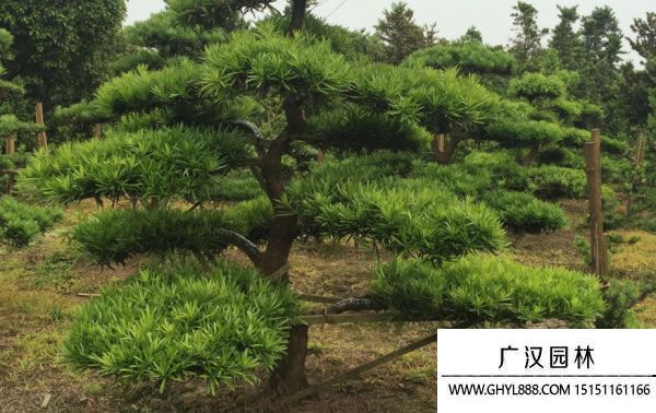 松樹圖片 松樹圖片