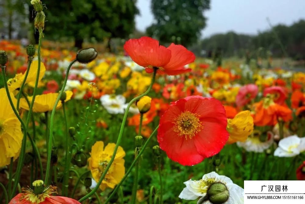 虞美人圖片 虞美人圖片