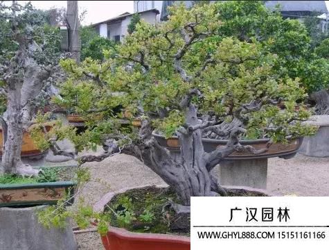 雀梅圖片 雀梅圖片