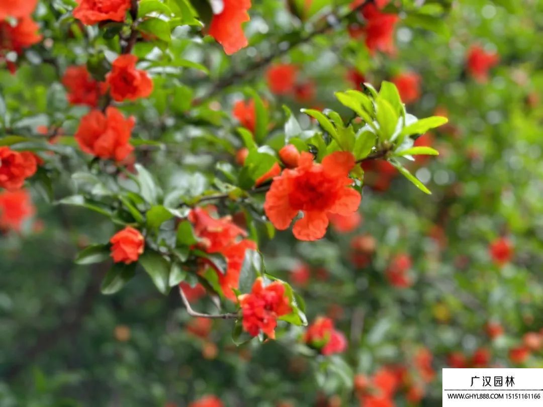 石榴花圖片