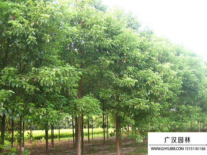 香樟樹(shù)圖片