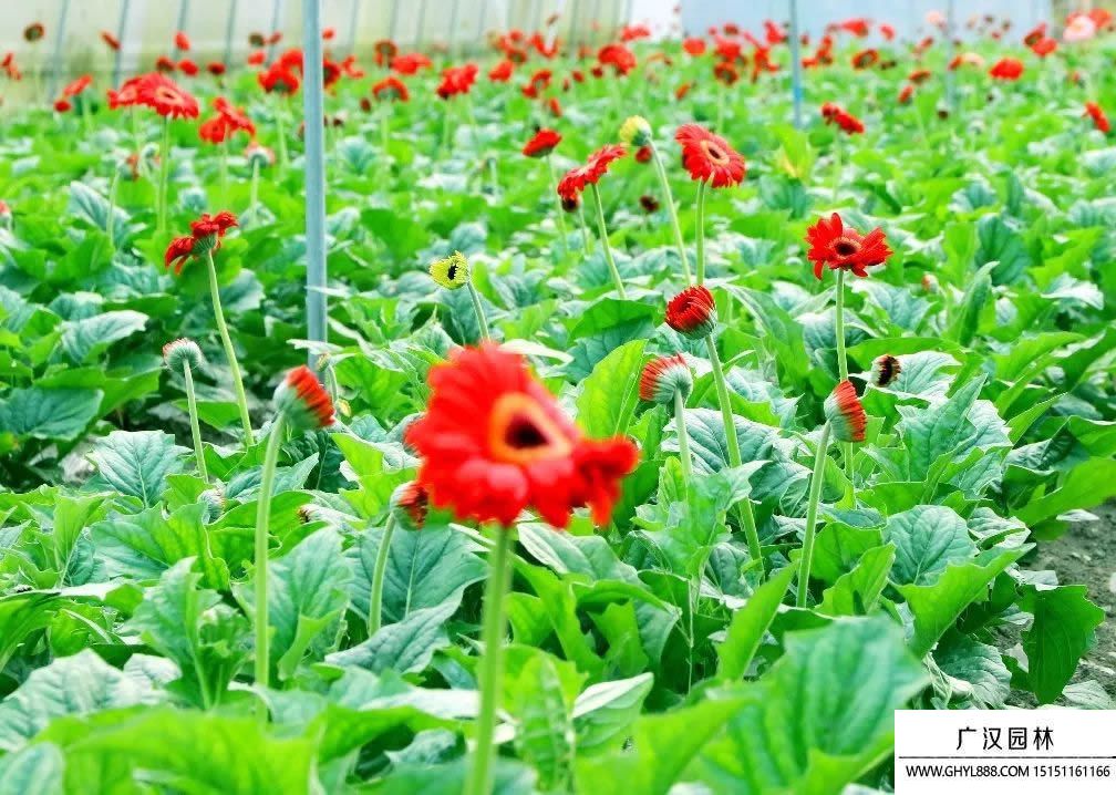 扶郎花圖片 扶郎花圖片