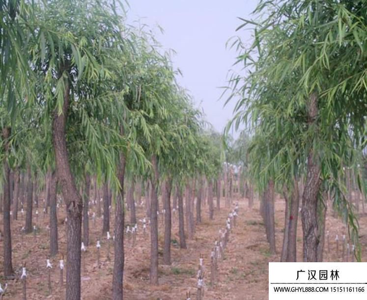 金絲柳圖片 金絲柳圖片