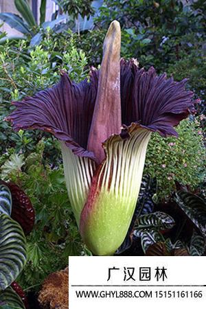 巨魔芋,尸香魔芋 