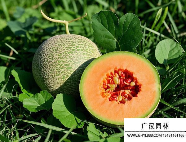 哈密瓜 哈密瓜