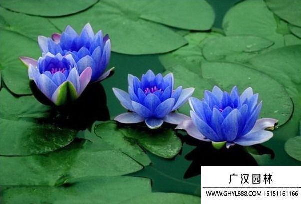 藍(lán)色荷花圖片