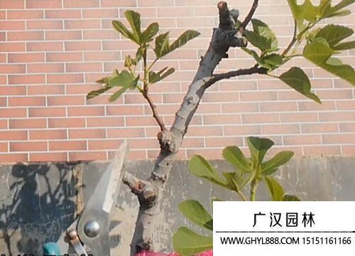 無(wú)花果圖片 無(wú)花果圖片