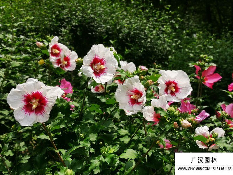 木槿花圖片 木槿花圖片