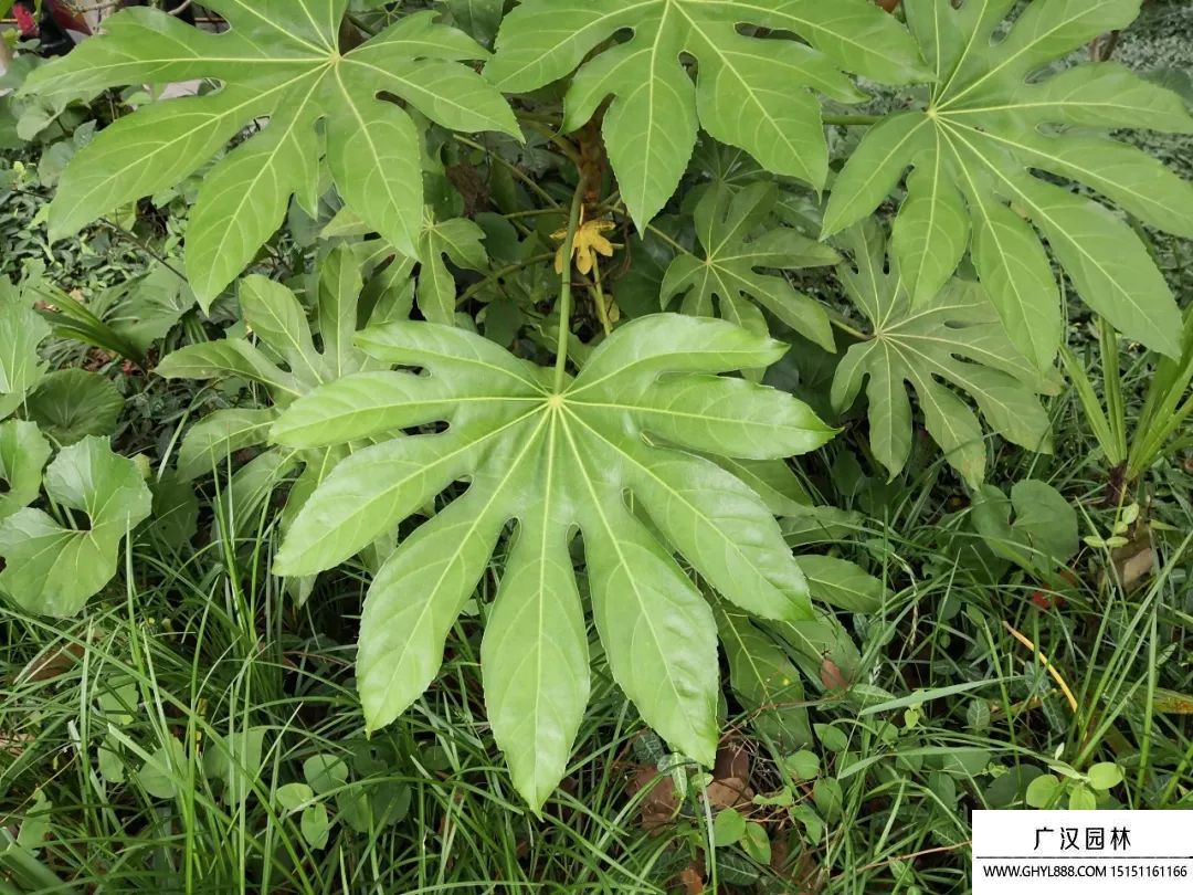 八角金盤圖片 八角金盤圖片