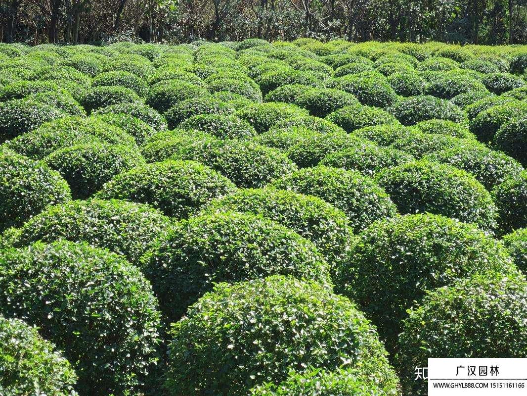 冬青球具有哪些作用 冬青球具有哪些作用