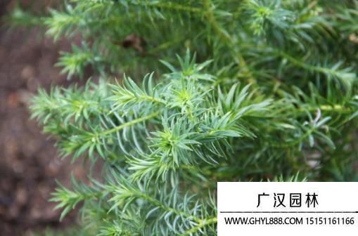 黃杉圖片 黃杉圖片