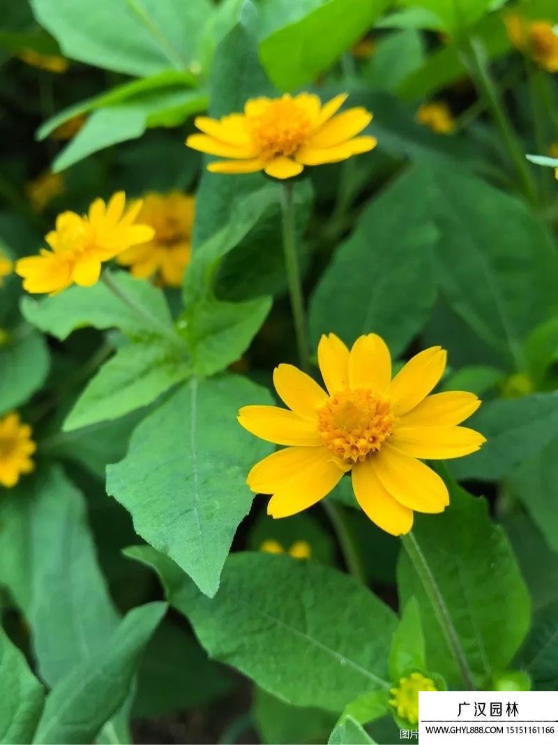 蟛蜞菊圖片 蟛蜞菊圖片