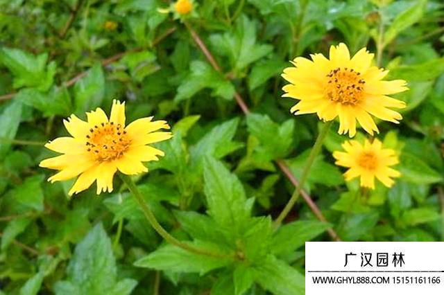 菊花圖片 菊花圖片