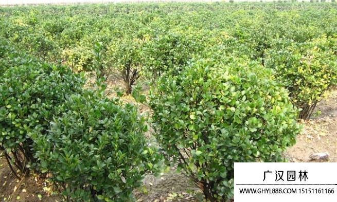 豆瓣黃楊球圖片