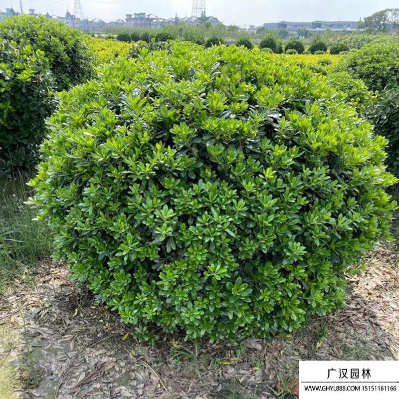 豆瓣黃楊球圖片 豆瓣黃楊球圖片