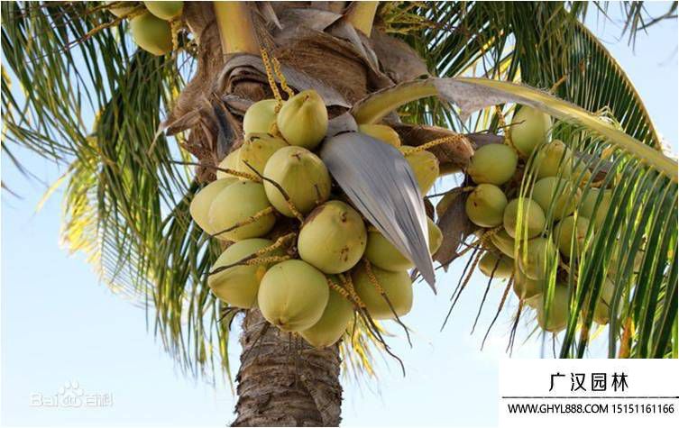 椰子圖片 椰子圖片