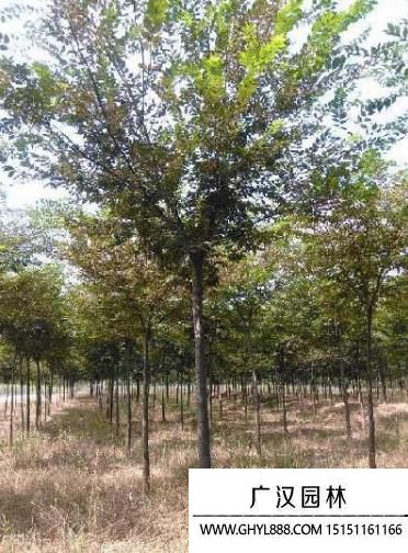 櫸樹圖片 櫸樹圖片