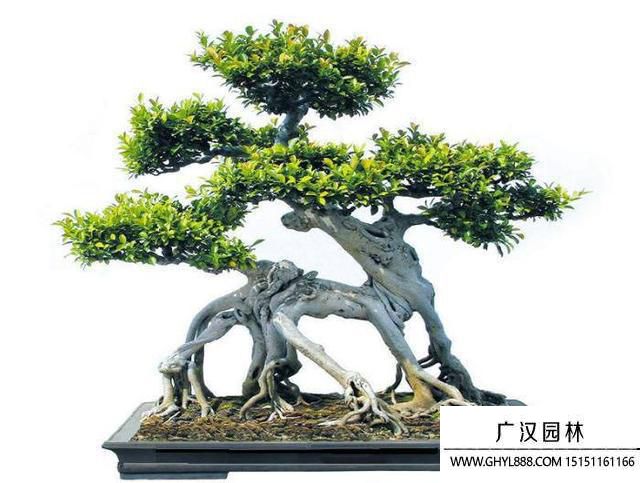 榕樹圖片 榕樹圖片